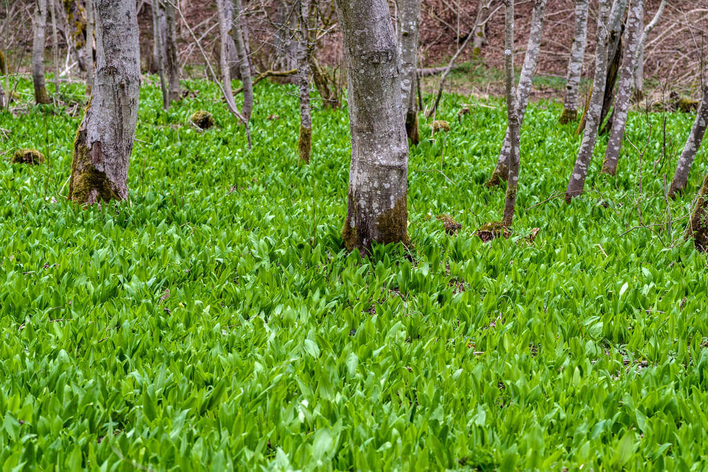 A medvehagyma (Allium ursinum)