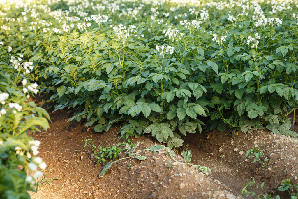 A burgonya (Solanum tuberosum)
