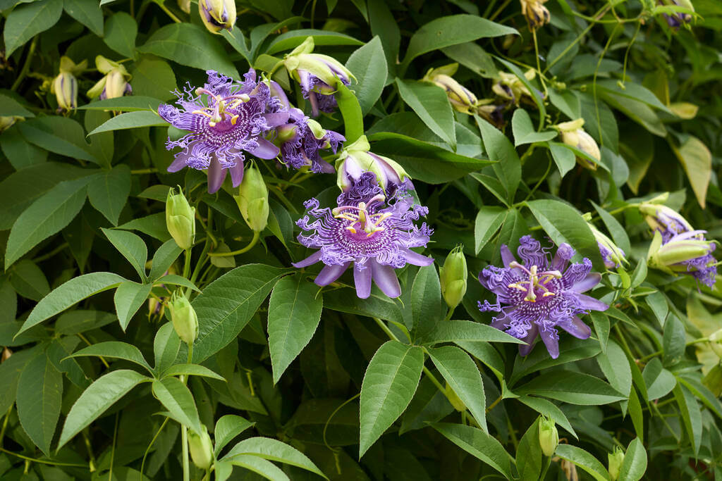 A golgotavirág (Passiflora)