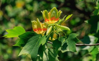 A tulipánfa (Liriodendron)