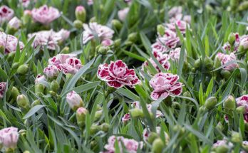 Kerti szegfű (Dianthus caryophyllus)