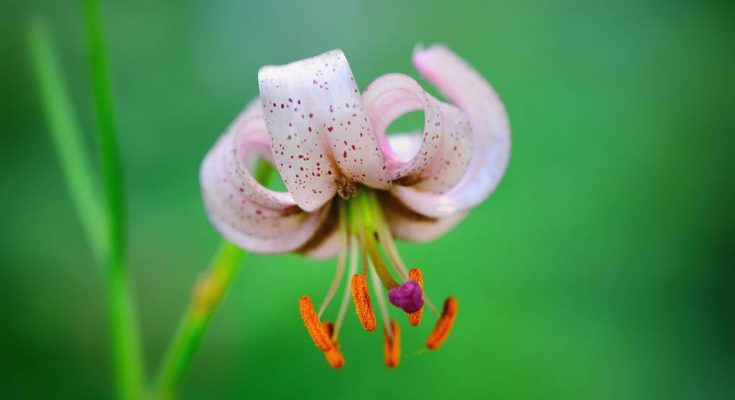 Turbánliliom (Lilium martagon)