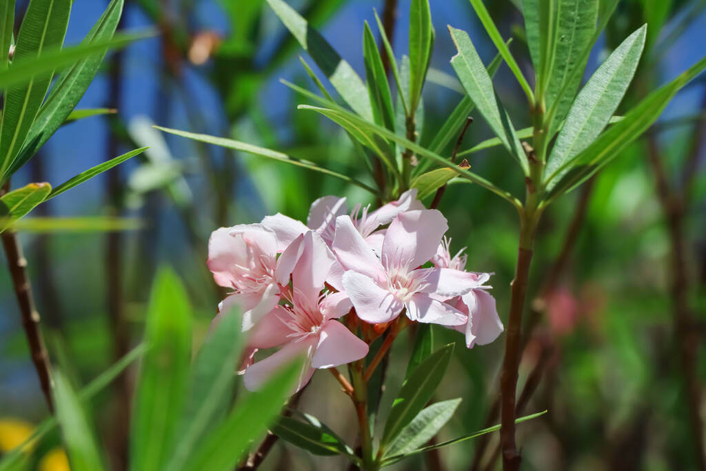Leander (Nerium oleander) kinti teleltetése