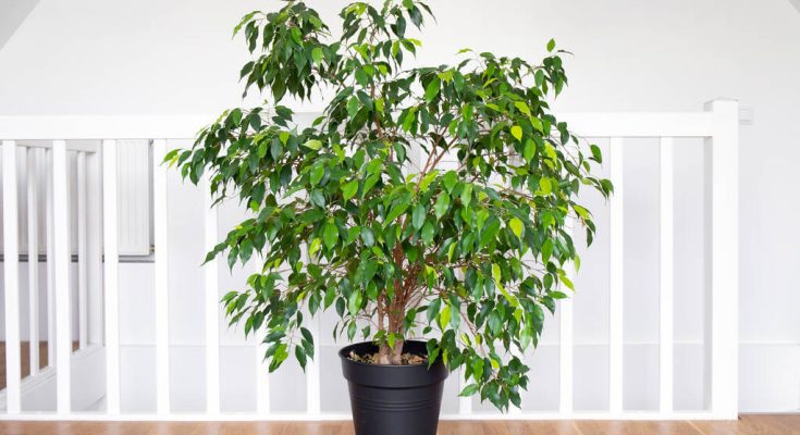kislevelű fikusz (Ficus benjamina)