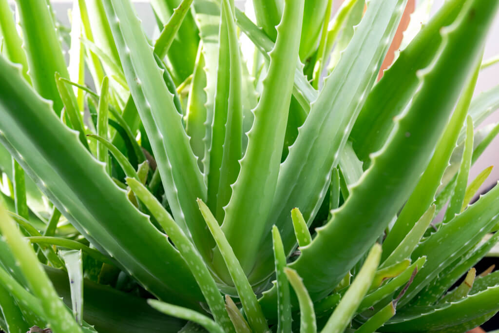Aloe vera (Aloe Vera)