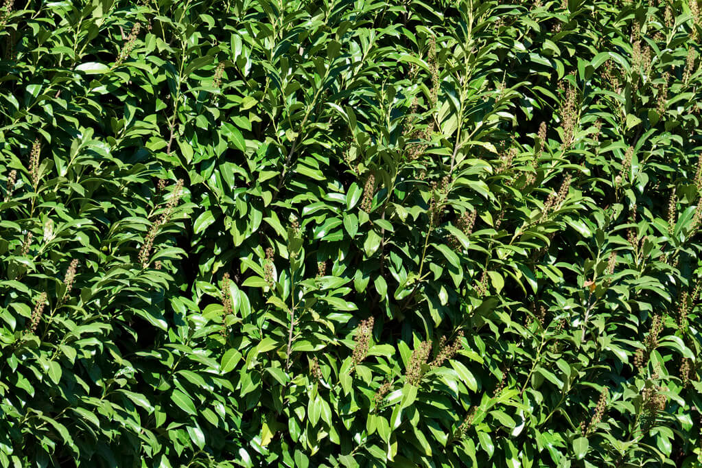 babérmeggy (Prunus laurocerasus)