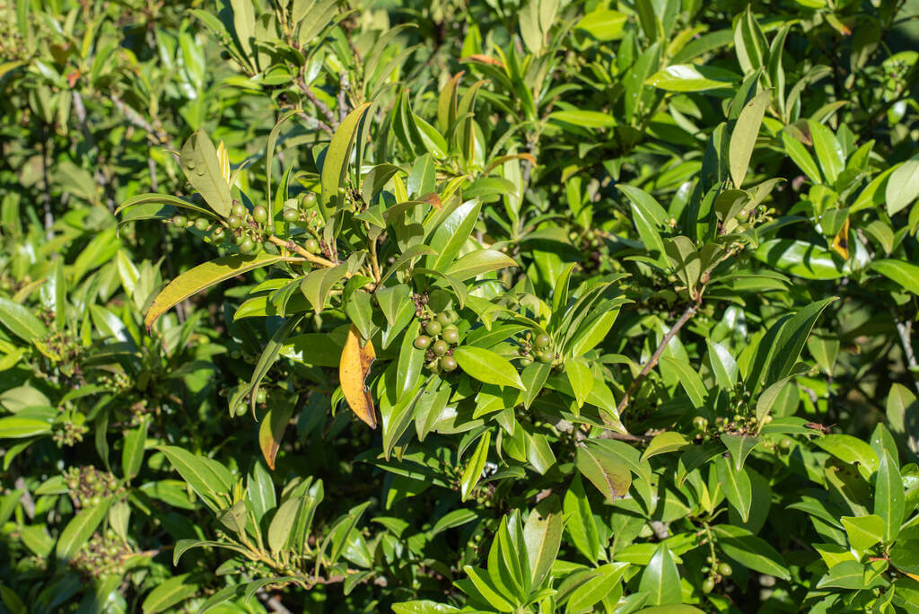 babérmeggy (Prunus laurocerasus)