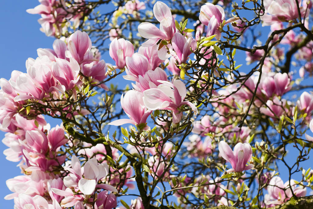 magnolia - magnolia