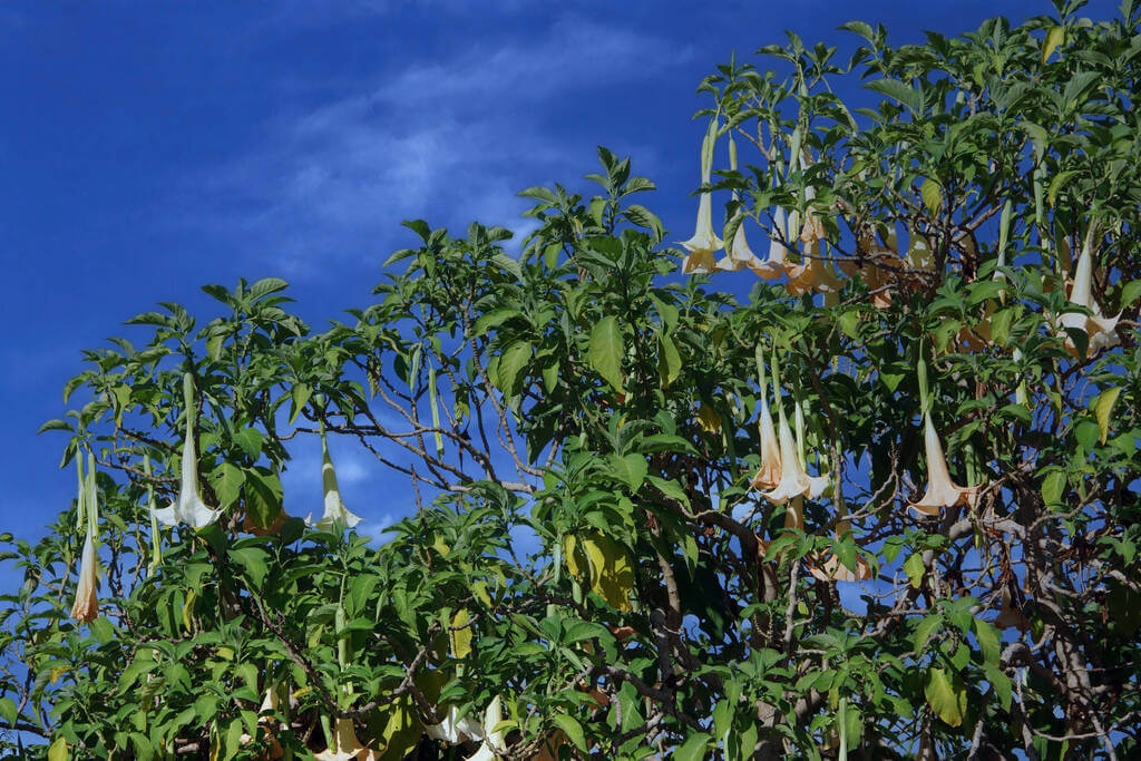 angyaltrombita - brugmansia