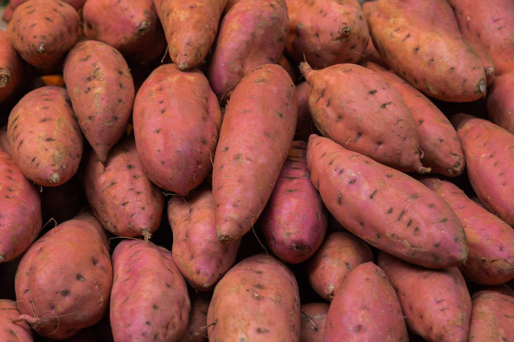edesburgonya - ipomoea - batatas