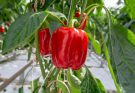 Kaliforniai paprika (Bell pepper) termesztése és gondozása