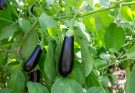 Padlizsán (Solanum melongena) ültetése és gondozása