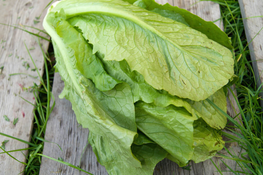 romai - salata - romaine - lettuce