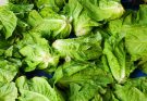 romai - salata - romaine - lettuce