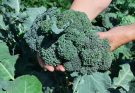 Brokkoli (Brassica oleracea) ültetése és gondozása