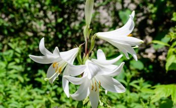 feher-liliom-lilium-candidum