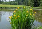 Mocsári nőszirom (Iris pseudacorus) ültetése és gondozása