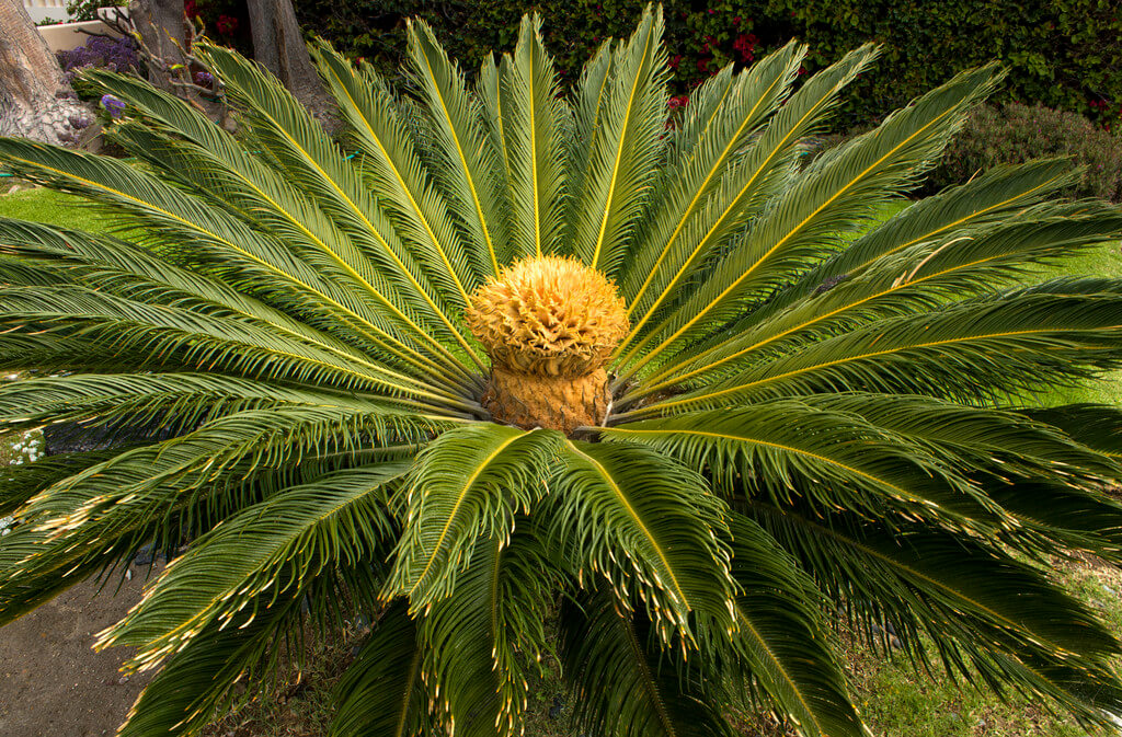 Cikász pálma (Cycadaceae) ültetése, gondozása és szaporítása - Kerti élet