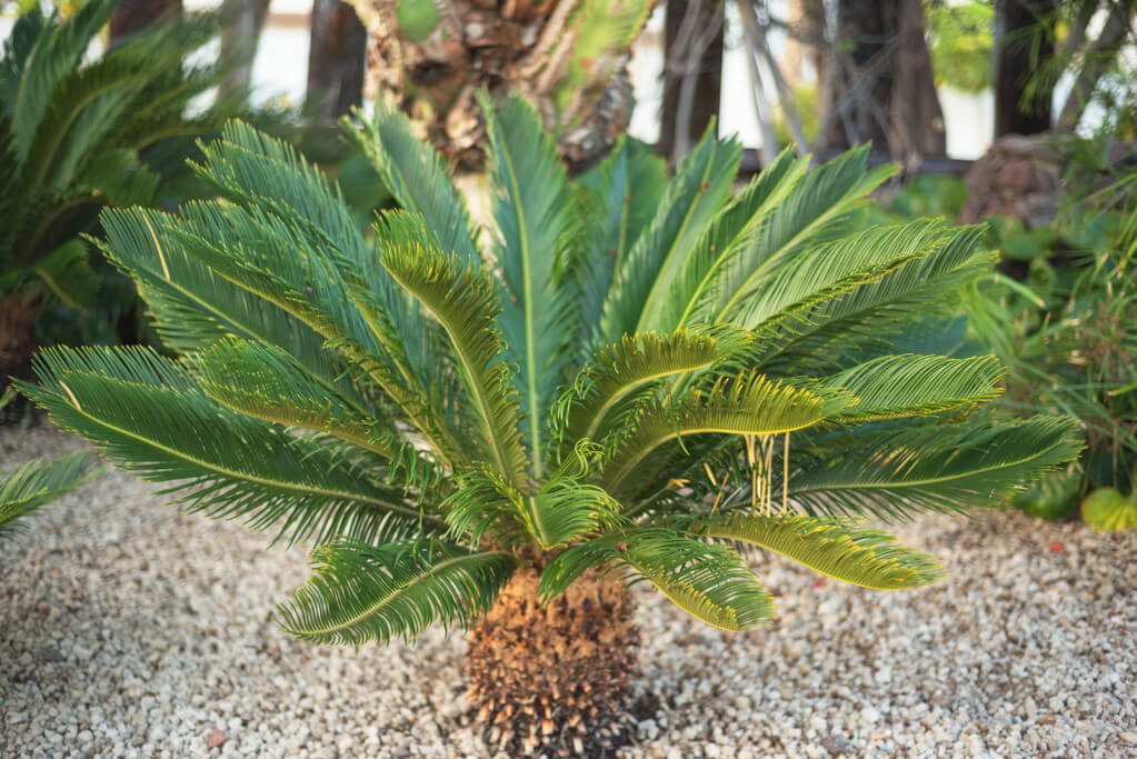 Cikász pálma (Cycadaceae) ültetése, gondozása és szaporítása - Kerti élet