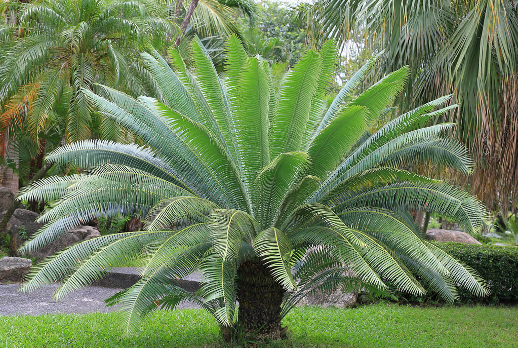 cikasz-palma-cycadaceae