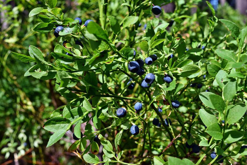 fekete-afonya-vaccinium-myrtillus