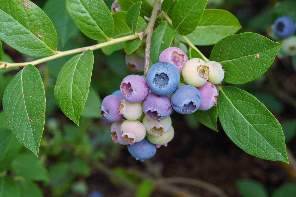 fekete-afonya-vaccinium-myrtillus