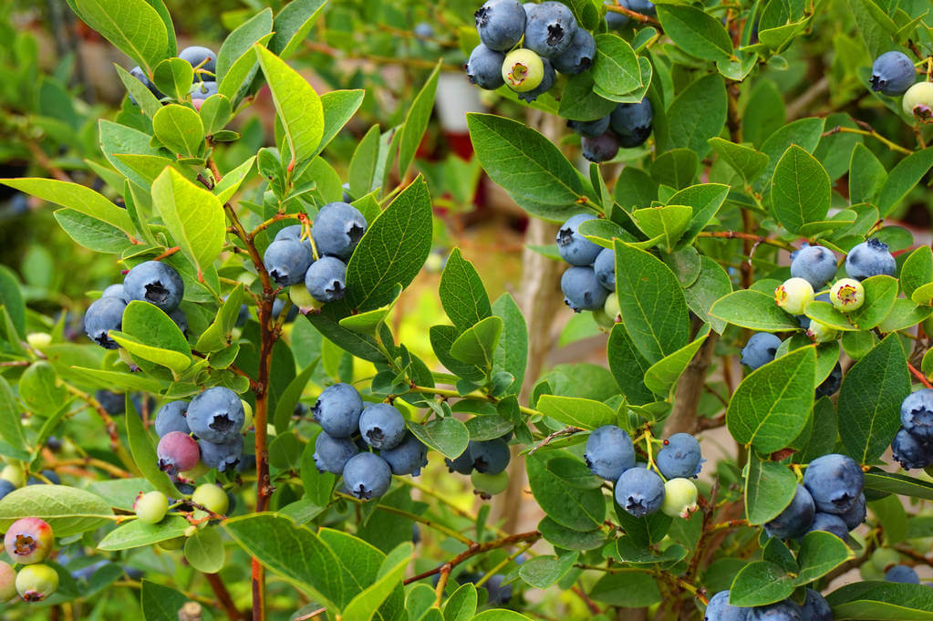 fekete-afonya-vaccinium-myrtillus