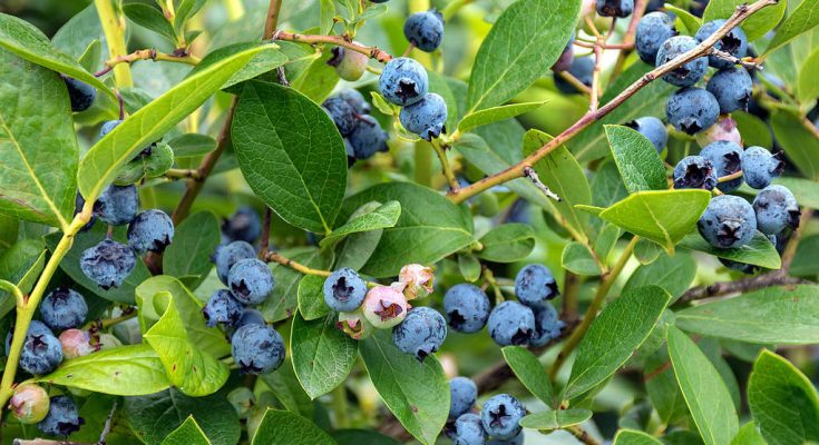 fekete-afonya-vaccinium-myrtillus