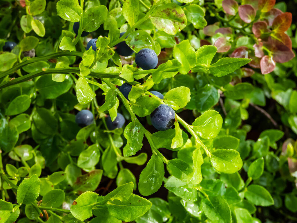 fekete-afonya-vaccinium-myrtillus