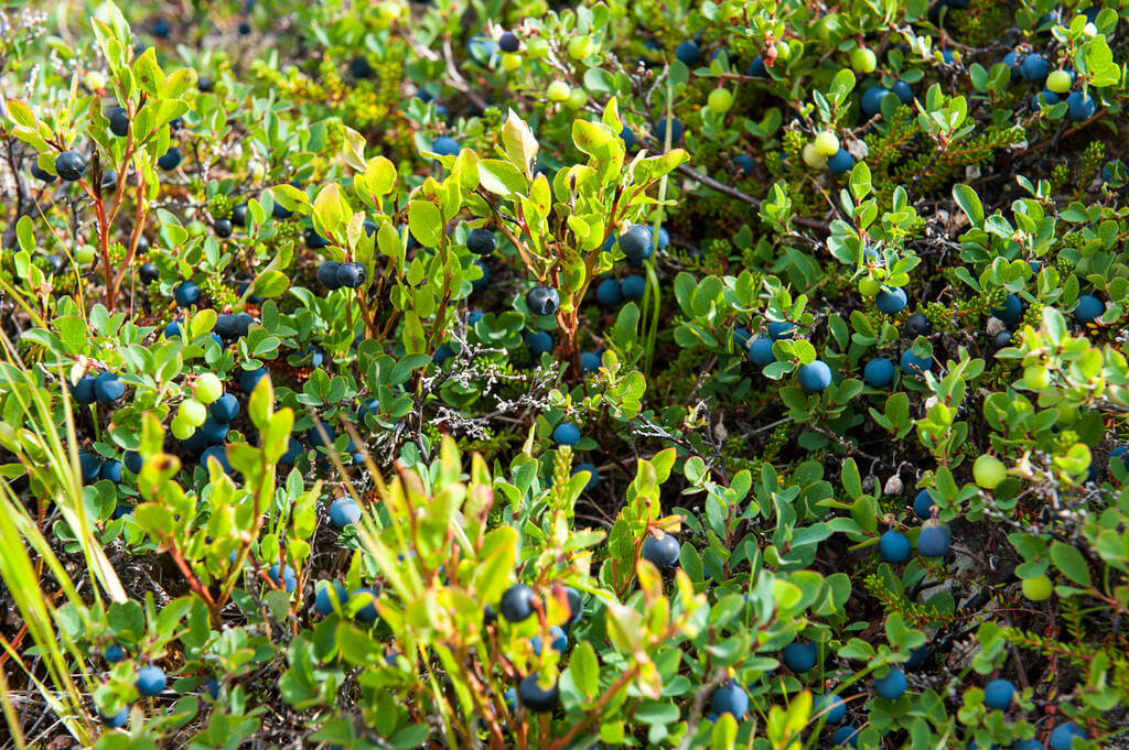 fekete-afonya-vaccinium-myrtillus