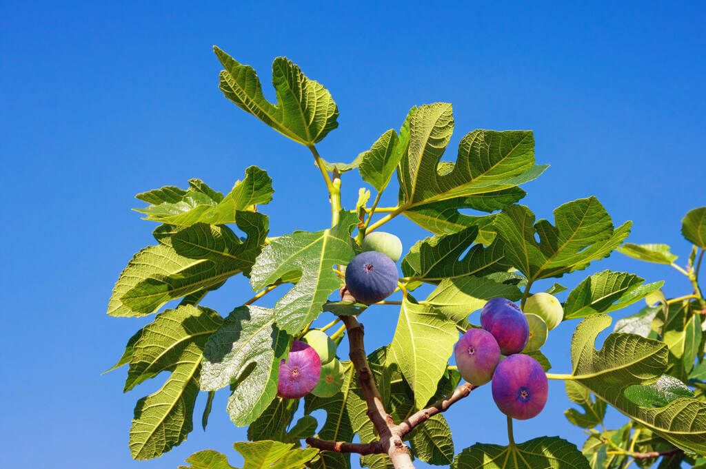 fugefa-ficus-carica