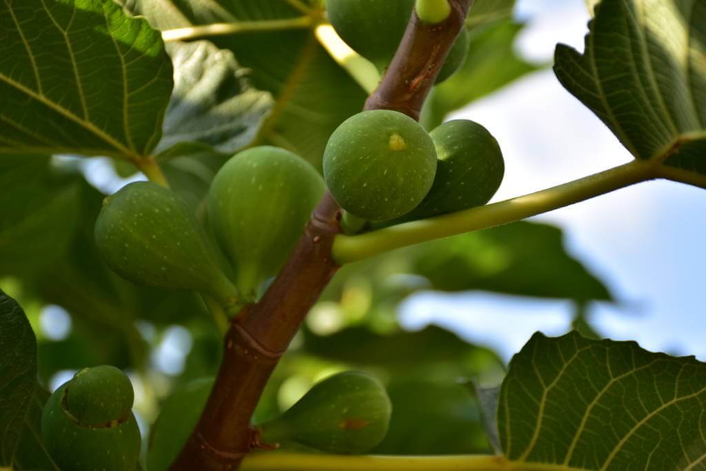 fugefa-ficus-carica