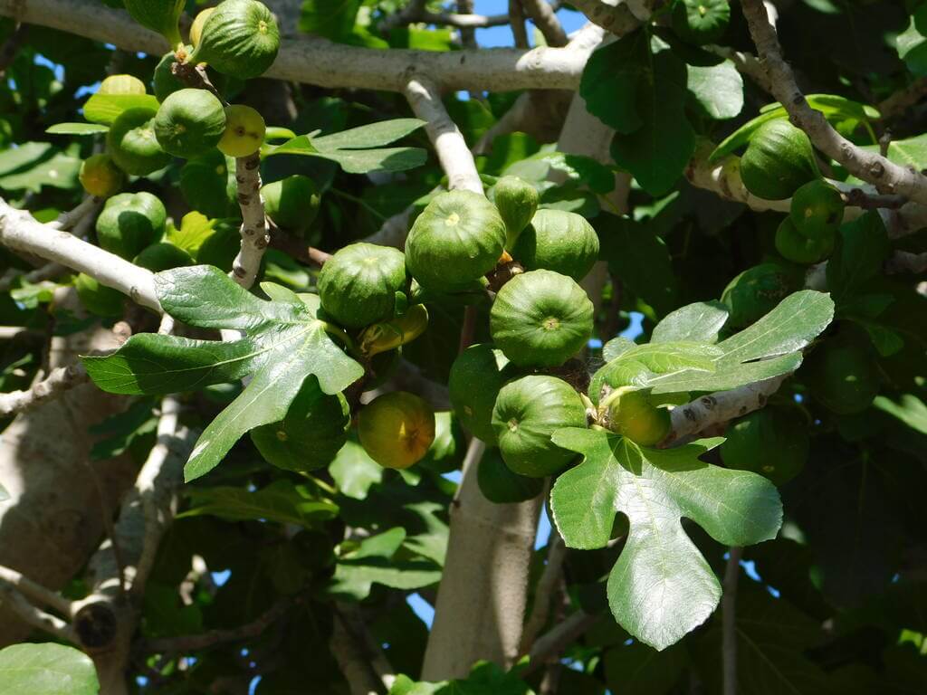 fugefa-ficus-carica