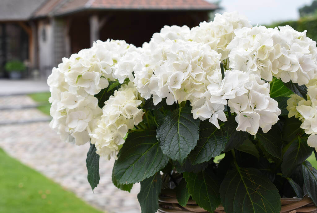 kerti-hortenzia-hydrangea-macrophylla