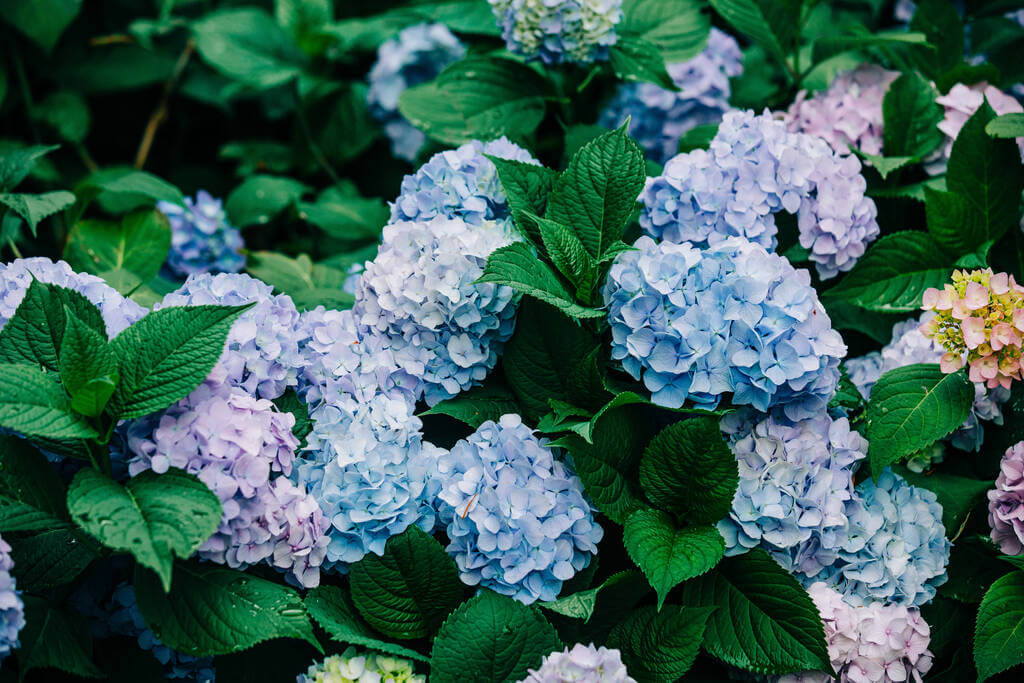 kerti-hortenzia-hydrangea-macrophylla