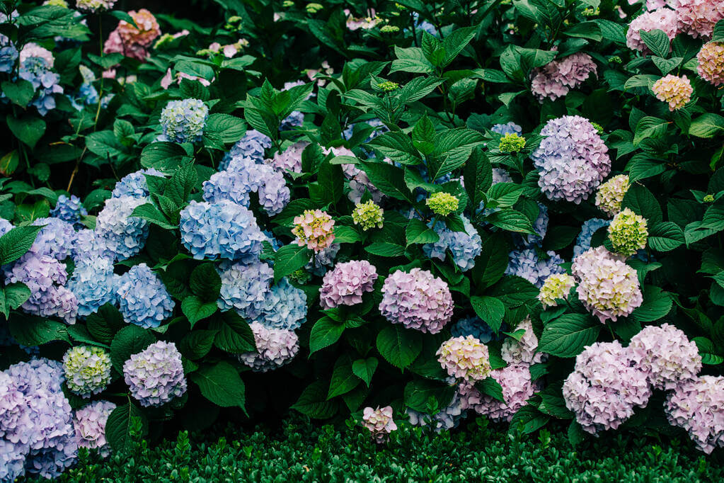 kerti-hortenzia-hydrangea-macrophylla