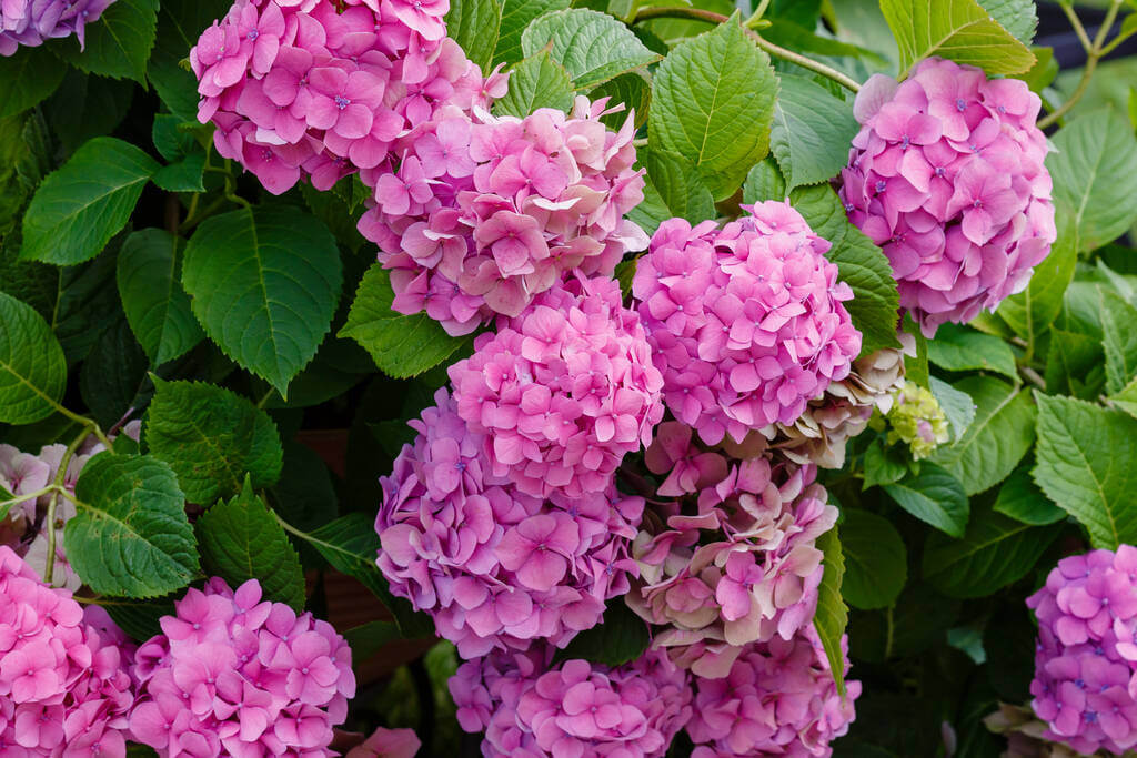 kerti-hortenzia-hydrangea-macrophylla