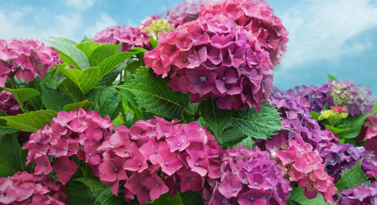 kerti-hortenzia-hydrangea-macrophylla