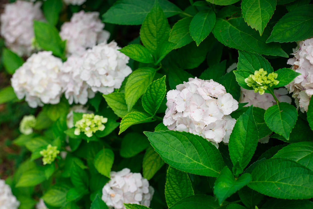 kerti-hortenzia-hydrangea-macrophylla