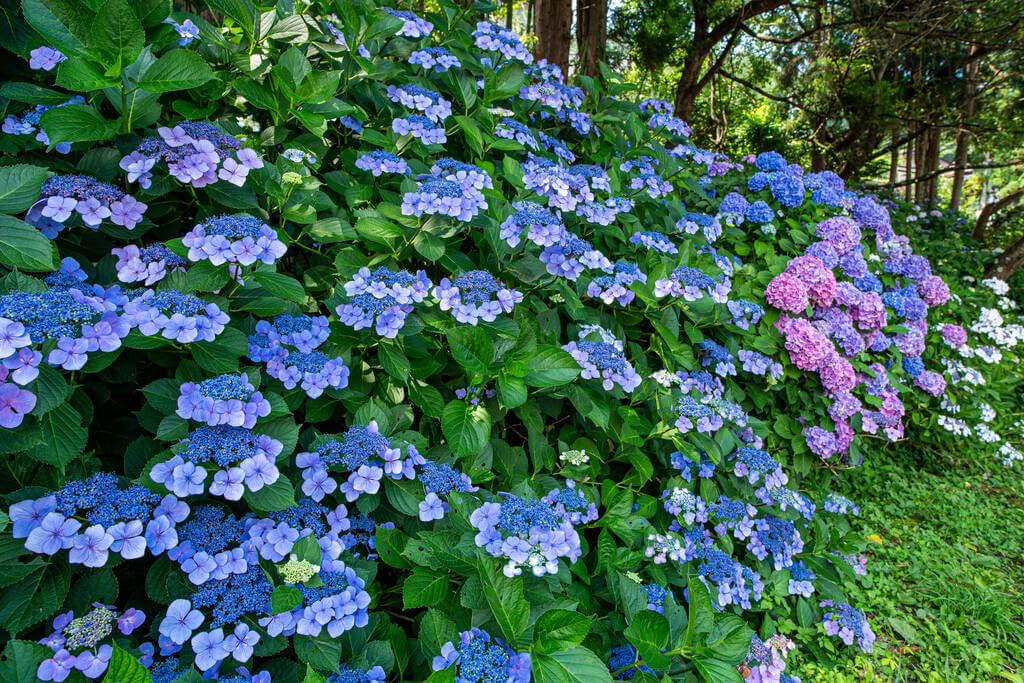 kerti-hortenzia-hydrangea-macrophylla