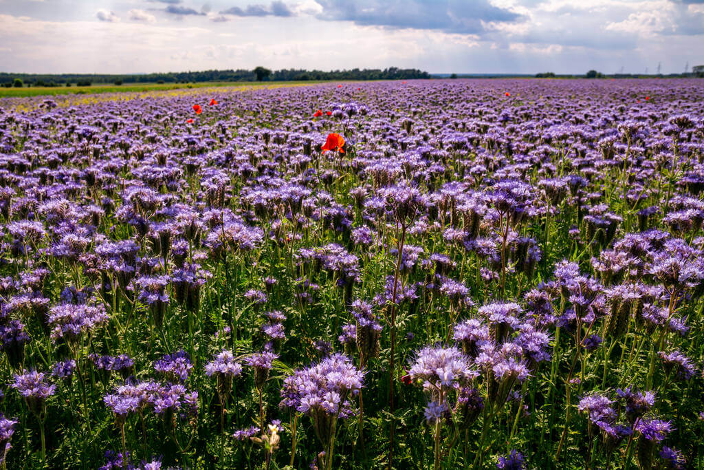 mezontofu-phacelia-tanacetifolia