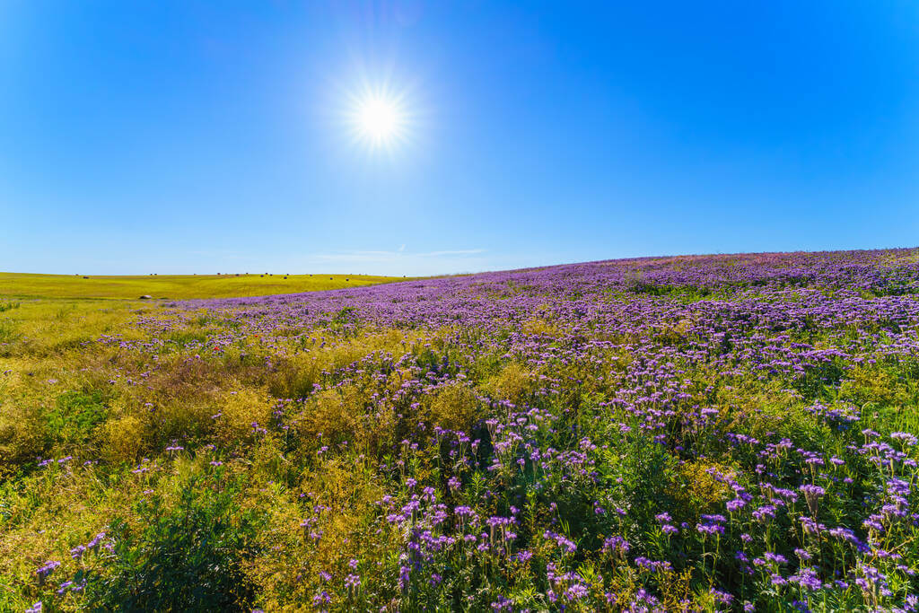 mezontofu-phacelia-tanacetifolia