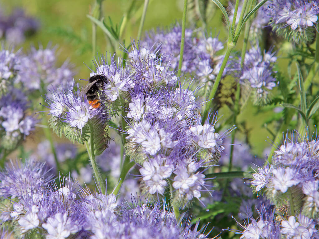 mezontofu-phacelia-tanacetifolia