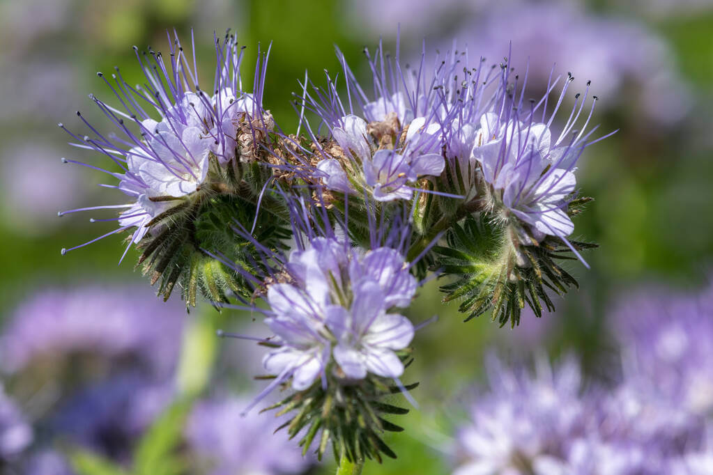 mezontofu-phacelia-tanacetifolia