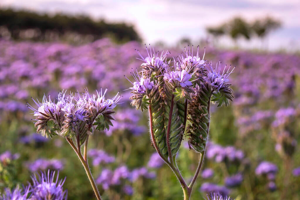 mezontofu-phacelia-tanacetifolia