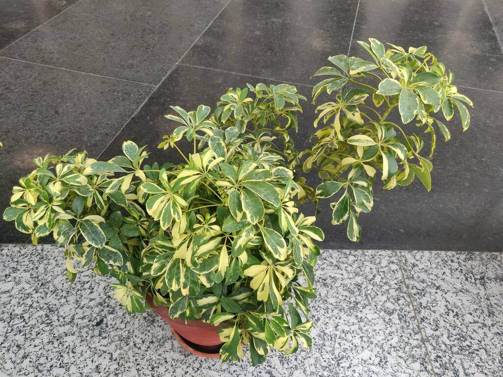 sugararalia-schefflera