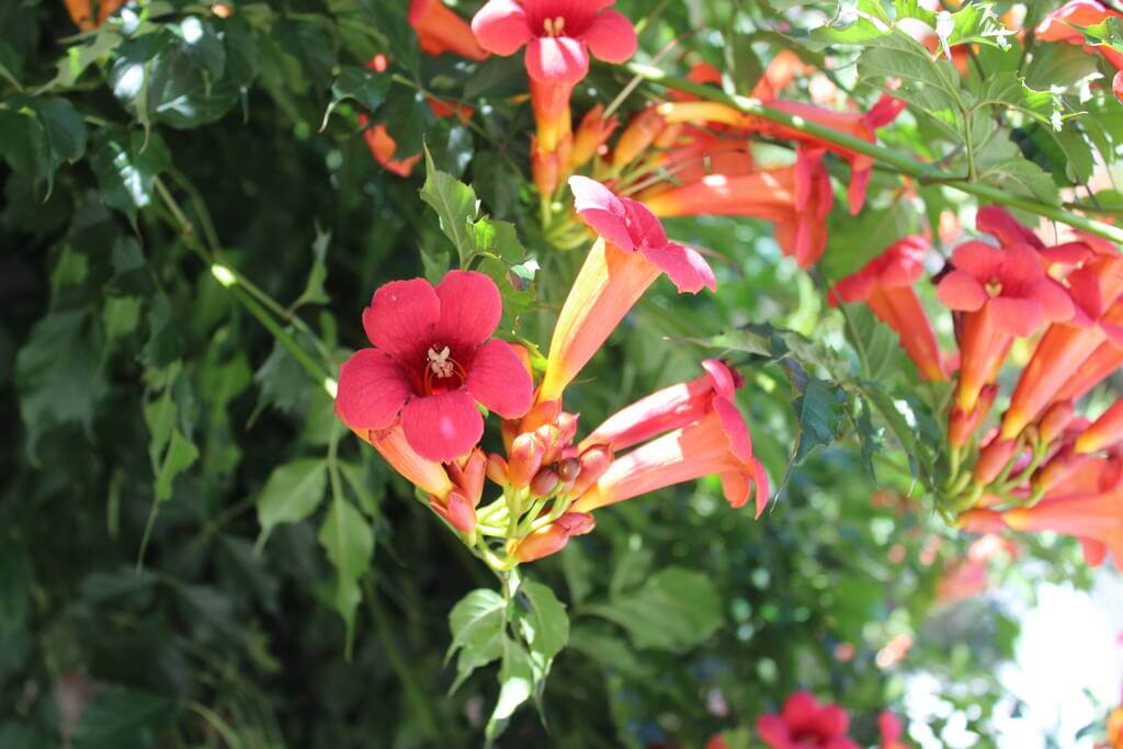 trombitafolyondar-campsis-radicans