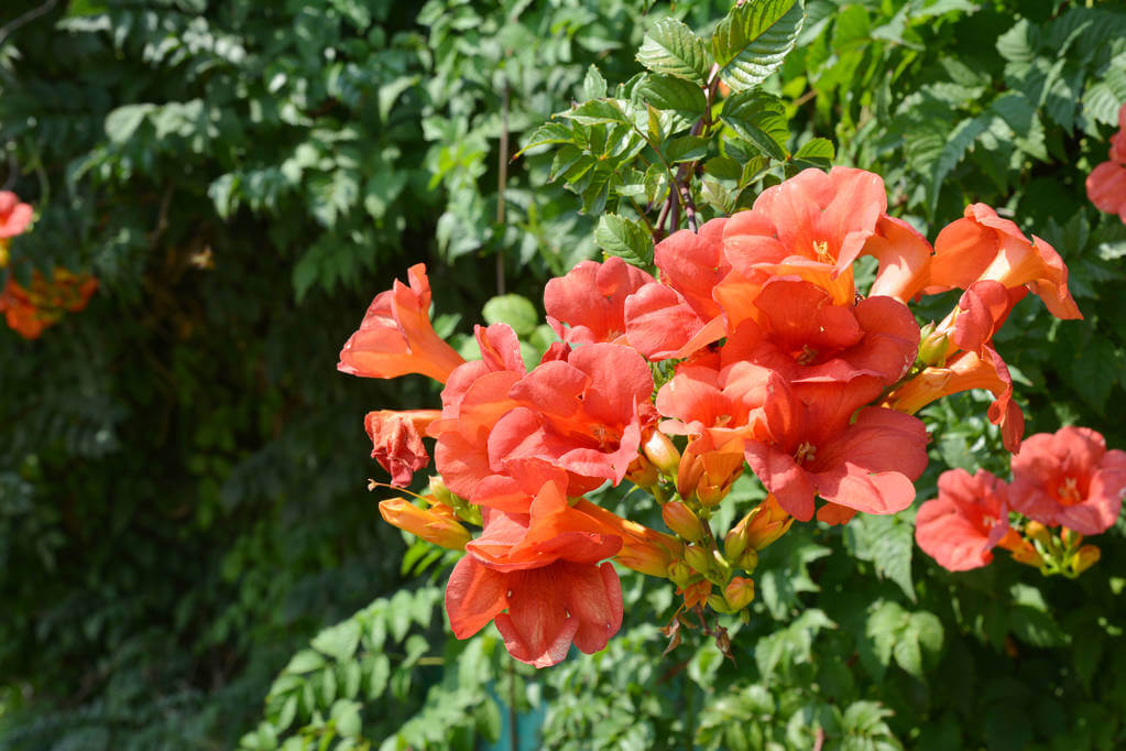 trombitafolyondar-campsis-radicans