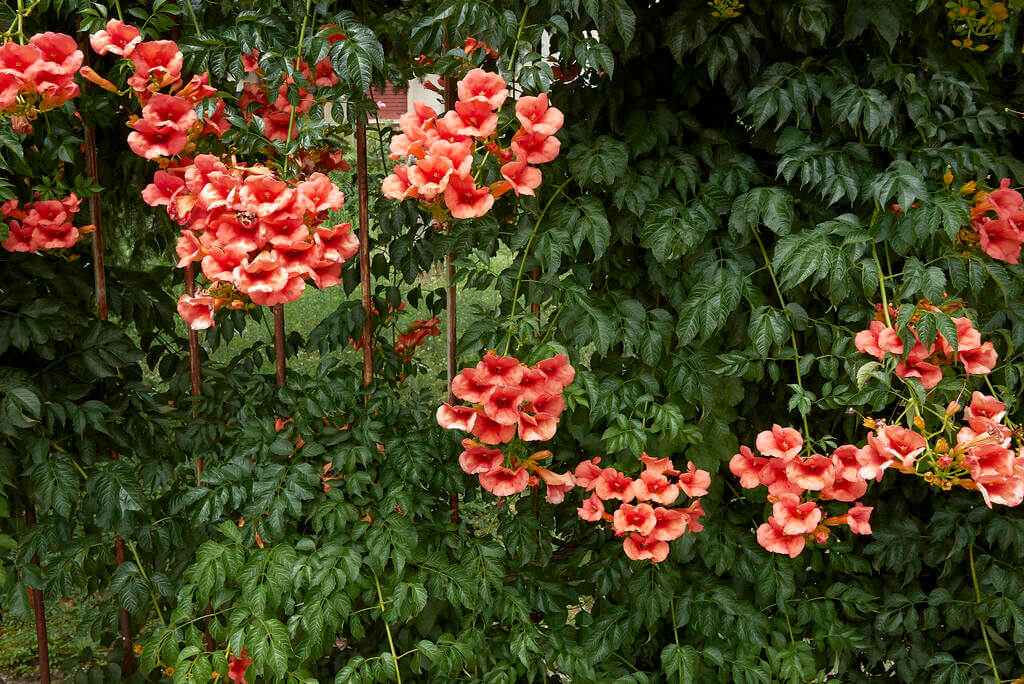 trombitafolyondar-campsis-radicans