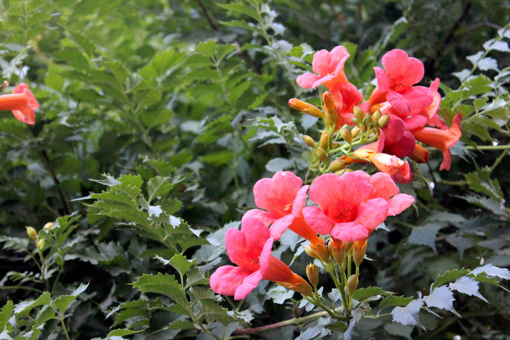 trombitafolyondar-campsis-radicans